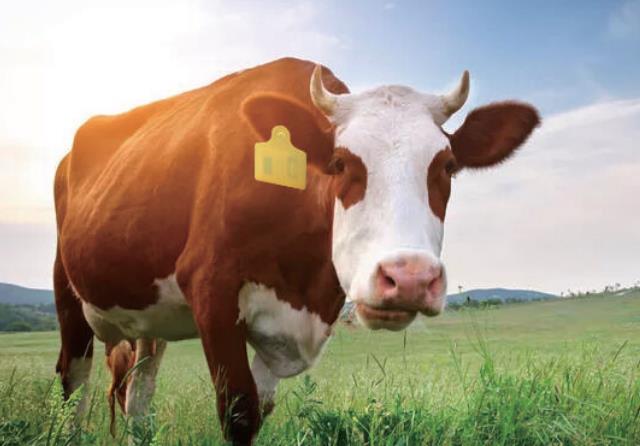 JYL-Tech Cattle Ear Tags are innovate UHF RFID ear tags with superior read range.